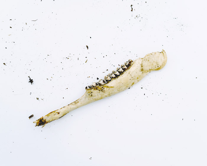 Andrew Hefter | In search of life | One, One Thousand | Southern Photography