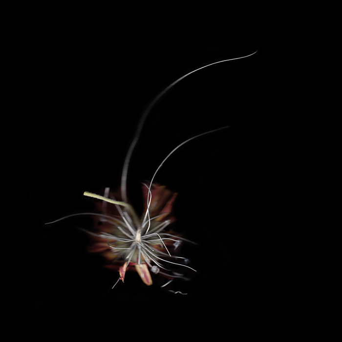 Katie Maish | Curio | One, One Thousand | Southern Photography