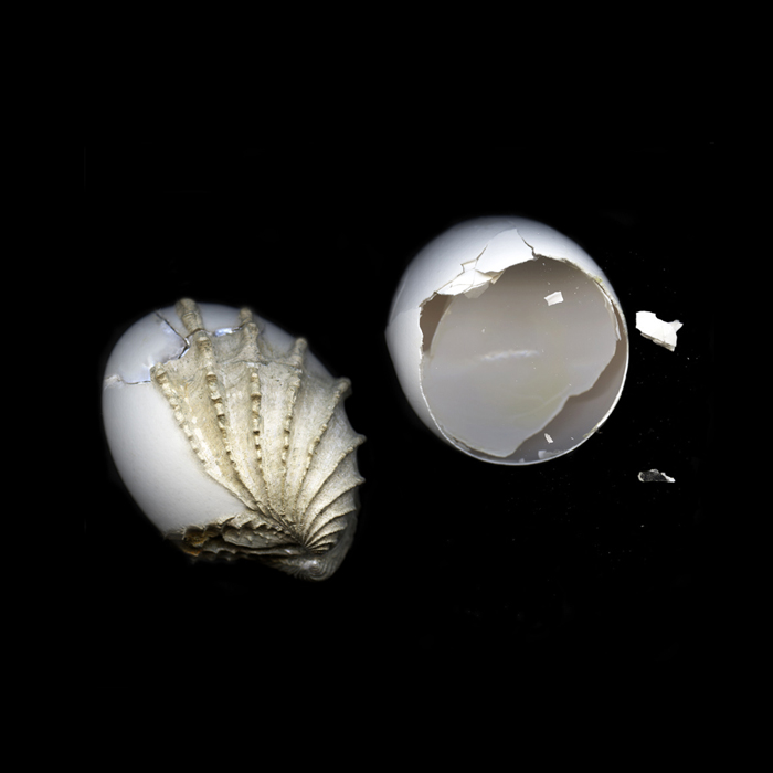 Katie Maish | Curio | One, One Thousand | Southern Photography